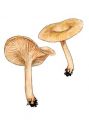 Clitocybe pruinosa P. Kumm attēls