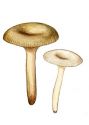 Clitocybe pseudoobbata (Lange) Kuyper attēls