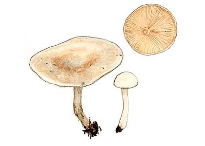 Clitocybe rivulosa (Pers.:Fr.) P. Kumm. attēls