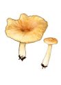 Clitocybe squamulosa (Pers.: Fr.) P. Kumm. attēls