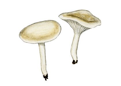 Clitocybe tuba (Fr.) Gillet attēls