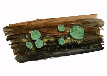 Clorociboria aeruginescens attēls
