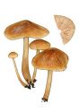 Collybia acervata (Fr.) P. Kumm. attēls