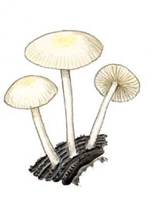 Collybia cirrhata (I. H. Schum.) P. Kumm attēls