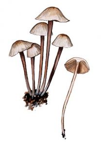 Collybia confluens (Pers.: Fr.)P. Kumm. attēls