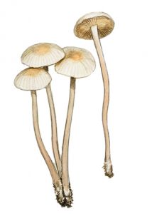 Collybia cookei (Bres.) J. D. Arnold attēls