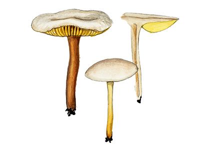 Collybia exculpta  (Fr.) Gillet attēls