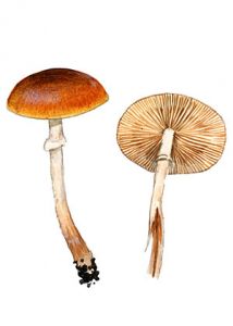 Conocybe aporos  Kits. Wav. attēls