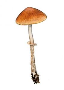 Conocybe blattaria (Fr.) Kühner attēls