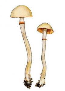 Conocybe filaris (Fr.) Kühner attēls