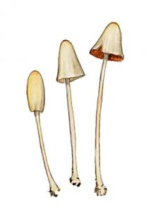 Conocybe lactea (Lange) Métrod attēls