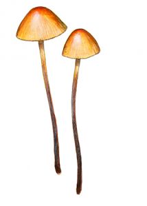 Conocybe pubescens (Gillet)  Kühner attēls