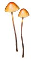 Conocybe pubescens (Gillet)  Kühner attēls