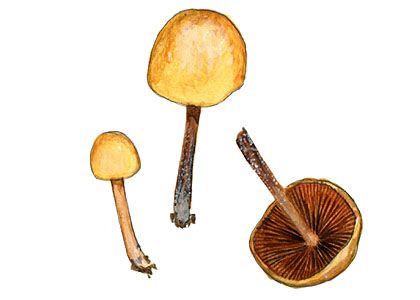 Conocybe semiglobata  Kühner ex Singer attēls