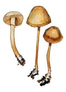 Conocybe sienophylla (Berk.& Broome) Singer attēls