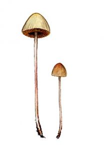 Conocybe tenera (Schaeff.: Fr.) Fayod attēls