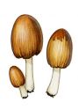 Coprinus angulatus Peck. attēls