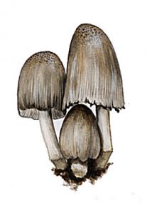 Coprinus atramentarius (Bull.: Fr.) Pers. attēls