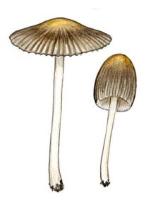 Coprinus auricomus Pat. attēls