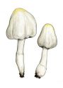 Coprinus cinereus (Schaeff.: Fr.) Gray attēls