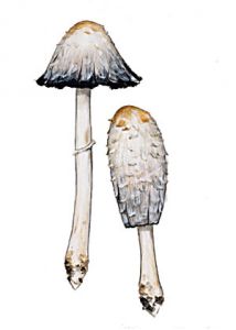 Coprinus comatus (F. H. Möller: Fr.) Pers. attēls