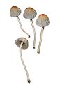 Coprinus disseminatus (Pers.: Fr.) Gray attēls