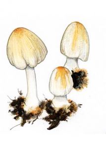 Coprinus domesticus (Bolton: Fr.) Gray attēls