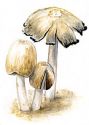 Coprinus dunarum F. E. Stoll. attēls