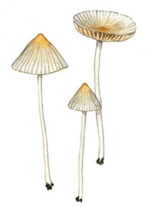 Coprinus ephemerus (Bull.: Fr.) Fr. attēls