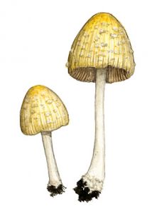 Coprinus extinctorius (Bull.) Fr. attēls