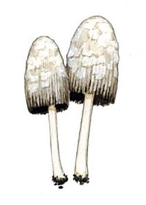 Coprinus gonophyllus  Quél. attēls