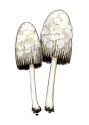 Coprinus gonophyllus  Quél. attēls