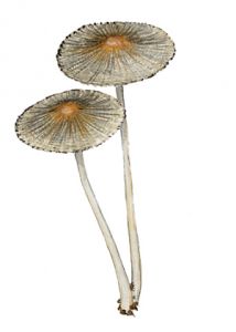 Coprinus hemerobius Fr. attēls