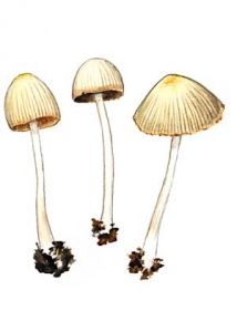 Coprinus impatiens (Fr.) Quél. attēls