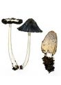 Coprinus lagopides P. Karst. attēls