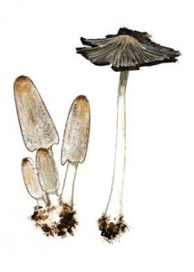 Coprinus lagopus (Fr.) Fr. attēls