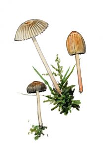 Coprinus plicatilis (Sowerby: Fr.) Fr. attēls