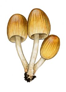 Coprinus silvaticus  Peck attēls