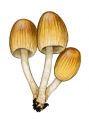 Coprinus silvaticus  Peck attēls