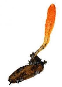 Cordyceps militaris (Fr.) Link attēls
