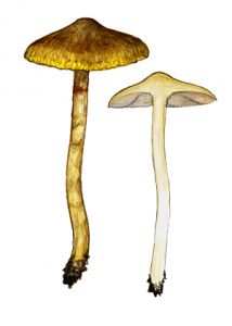 Cortinarius alnetorum (Vel.) M. M. Moser attēls