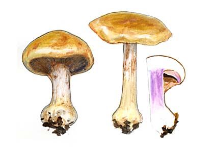 Cortinarius amoenolens Rob. Henry: Orton attēls