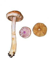 Cortinarius anomalus (Fr.: Fr.) Fr. attēls