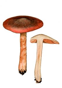 Cortinarius anthracinus (Fr.) Fr. attēls