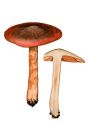 Cortinarius anthracinus (Fr.) Fr. attēls