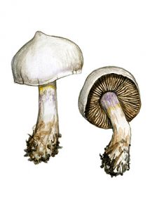 Cortinarius argentatus (Fr.) Fr. attēls