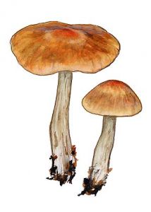 Cortinarius armeniacus (Schaeff.: Fr.) Fr. attēls