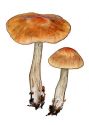 Cortinarius armeniacus (Schaeff.: Fr.) Fr. attēls