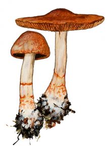 Cortinarius armillatus (Fr.: Fr.) Fr. attēls