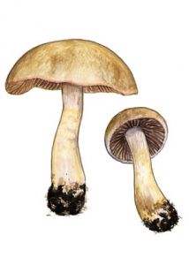 Cortinarius azureus Fr. attēls